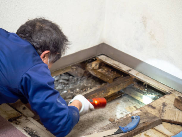 Best Mold Testing and Inspection Services in Rehoboth Beach, DE